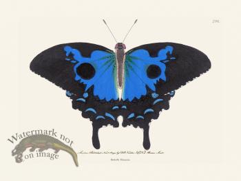 296 Butterfly Diomedes